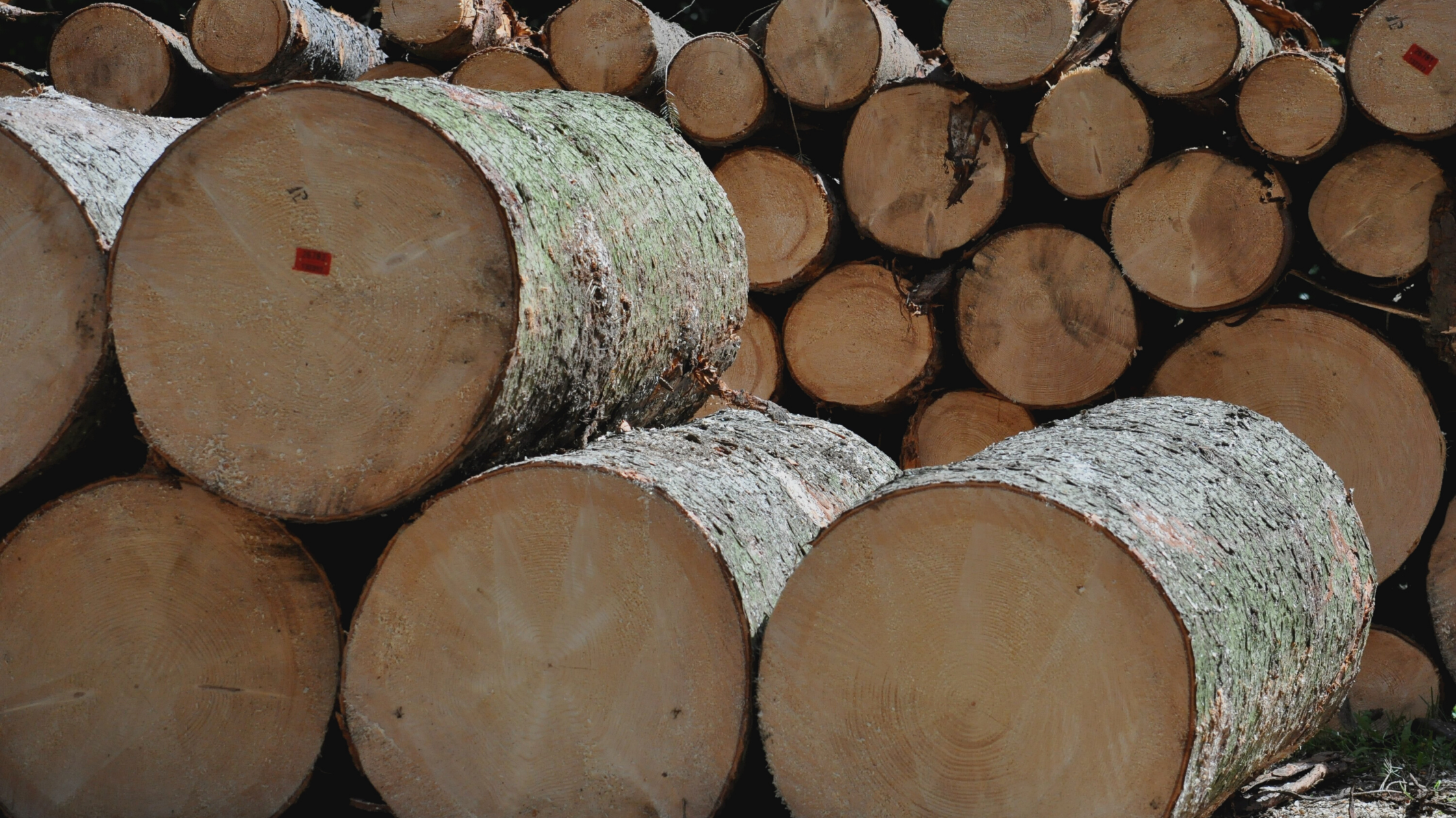 PIGPD I Polska Izba Gospodarcza Przemysłu Drzewnego I drewno